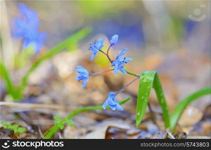 macro violet flowers in forest