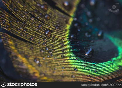 macro water drops beautiful exotic peacock feather. Resolution and high quality beautiful photo. macro water drops beautiful exotic peacock feather. High quality beautiful photo concept