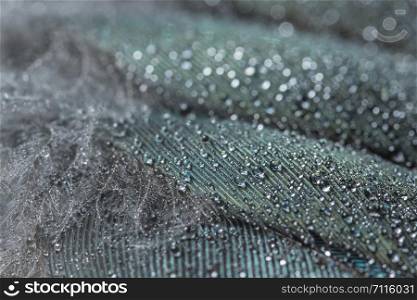 Macro water drops on feather background bokeh