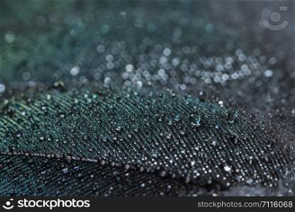 Macro water drops on feather background bokeh