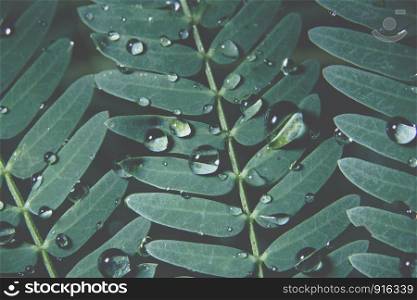 Macro water drops on plant