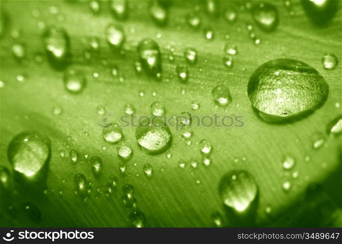 macro waterdrop on blossom green flower