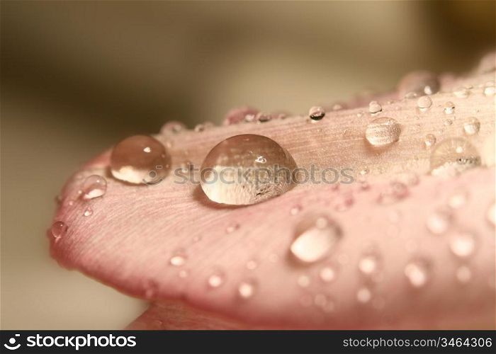 macro waterdrop on blossom pink flower