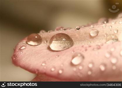 macro waterdrop on blossom pink flower