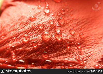 macro waterdrop on blossom red flower