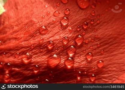macro waterdrop on blossom red flower