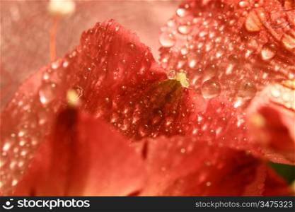 macro waterdrop on blossom red flower
