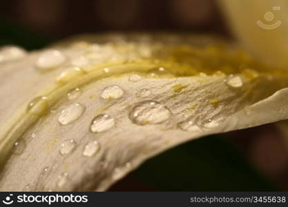 macro waterdrop on blossom white flower