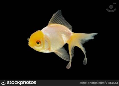Macro White Goldfish