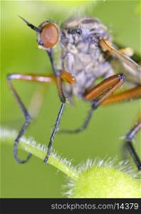 Macro with Robber fly insect