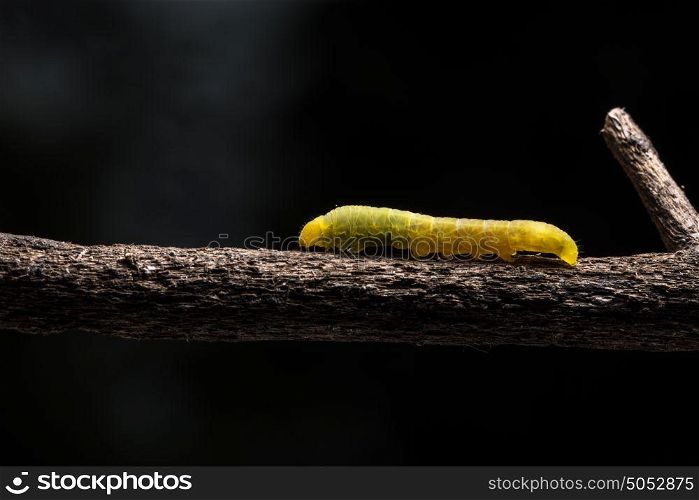 Macro Worm on a Branch