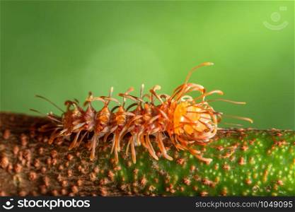Macro worm on leaf