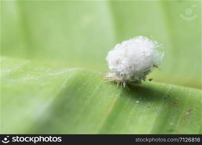Macro worm on leaf