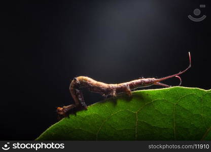 Macro worm on the plant.