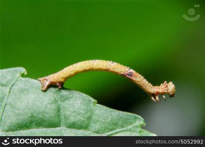 Macro worm on the plant.