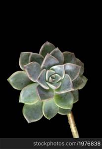 Macrophoto of a succulent Echeveria cactus plant, from the Crassulaceae family, shaped like a rose.