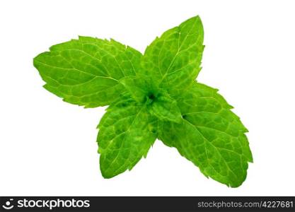 macrophotography of outbreaks of mint leaf trimmed and isolated