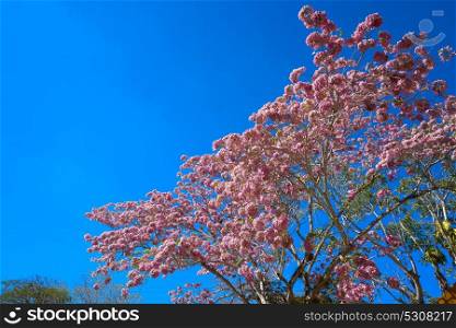 Maculis tree pink flowers Tabebuia rosea oak in Mexico