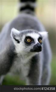 Madagascar Ring Tailed Lemur portrait of this peculiar ape with beautifull ringed tail