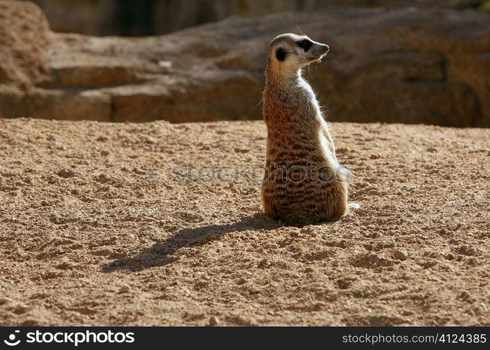 Madagascar Suricata on a golden orange clay landscape