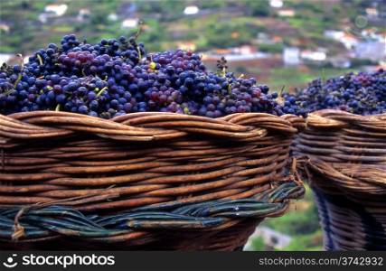 Madeira Grapes. basket with purple grapes used for winemaking in Madeira