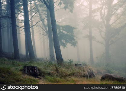 Madeira rainforest of laurisilva at the mountains, world heritage