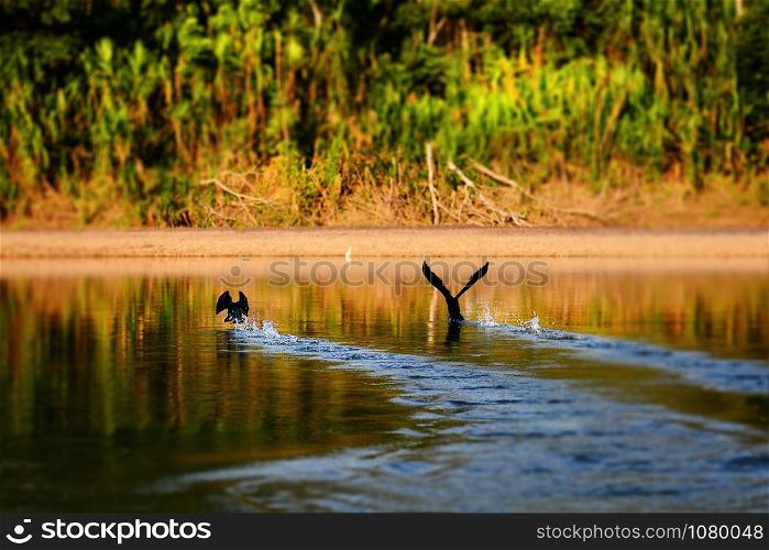 Madre de dios river in Peru. Birds running on water. Blurred background.