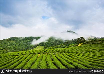 Mae Salong tea plantation, Chiang Rai Province, Northern Thailand