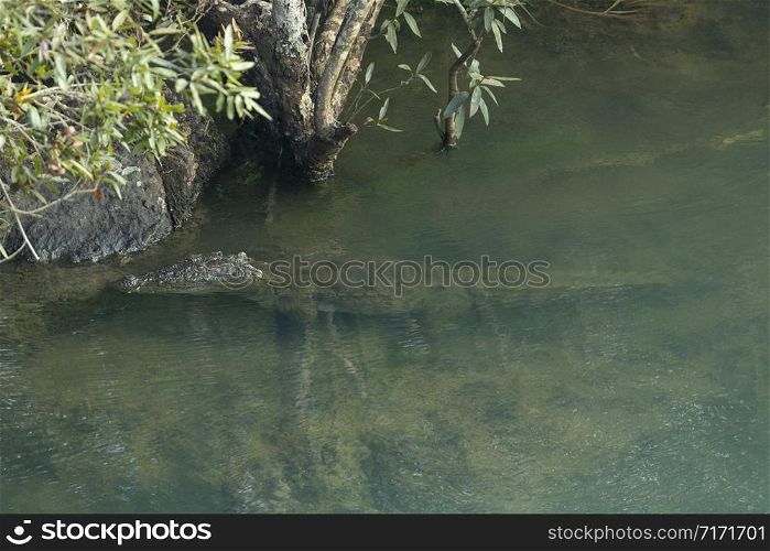 Magar or mugger crocodile, Crocodylus palustris in Kali River, Karnataka, India