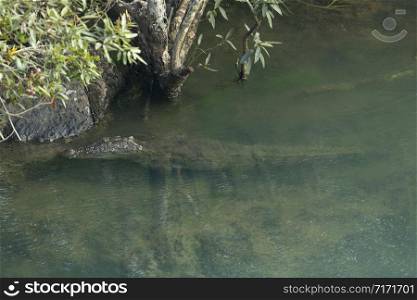Magar or mugger crocodile, Crocodylus palustris in Kali River, Karnataka, India