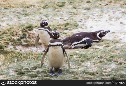 Magellanic Penguin (Spheniscus magellanicus) in Patagonia