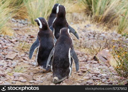 Magellanic Penguin (Spheniscus magellanicus) in Patagonia