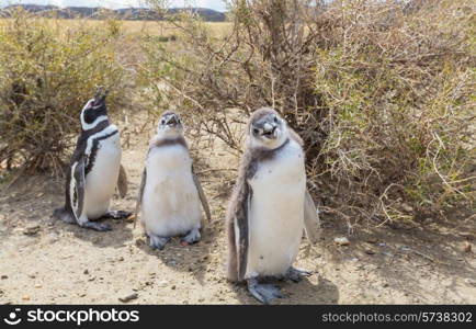 Magellanic Penguin (Spheniscus magellanicus) in Patagonia