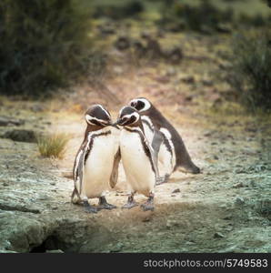 Magellanic Penguin (Spheniscus magellanicus) in Patagonia