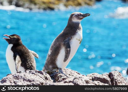 Magellanic Penguin (Spheniscus magellanicus) in Patagonia