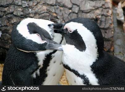 Magellanic penguins sympathetic