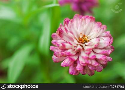 Magenta and white zinnia flower on green leaf background