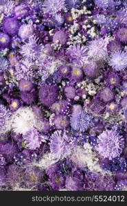 Magenta asters of the different sizes and form. A flower background