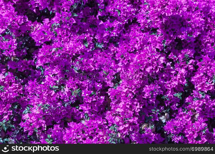 Magenta bougainvillea flowers as a background.Floral background. - horizontal Image