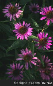 Magenta flowers in bloom and green leafage in sunlight, on a summer day. Pink floral backdrop. Magenta Chrysanthemum flower pattern. Pink daisy.