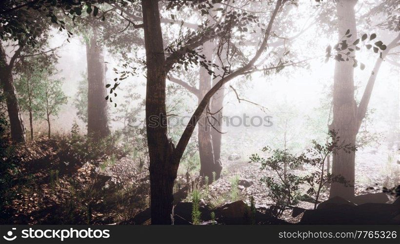 Magic dark summer forest scenery with rays of warm light