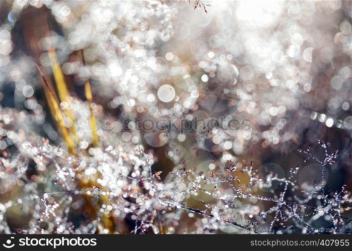 magic forest and dew drops on grass with bokeh