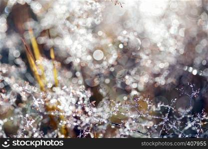 magic forest and dew drops on grass with bokeh