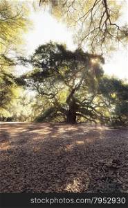 Magic forest. Angel Oak Tree, Charleston, South Carolina, USA
