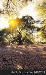 Magic forest at sunny day. Angel Oak Tree, Charleston, South Carolina, USA