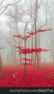 Magic forest in red and white. Magic forest in red and white.