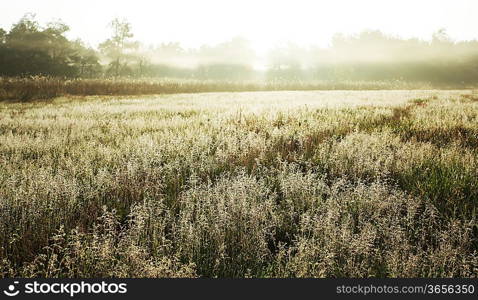 Magic forest of misty