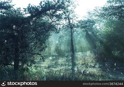 Magic forest of misty