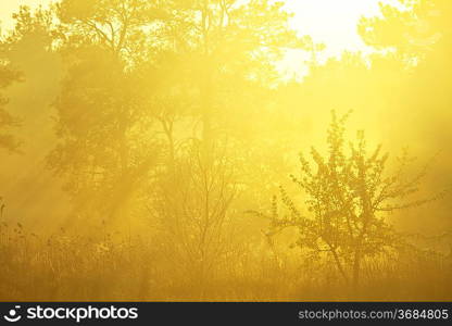 Magic forest of misty