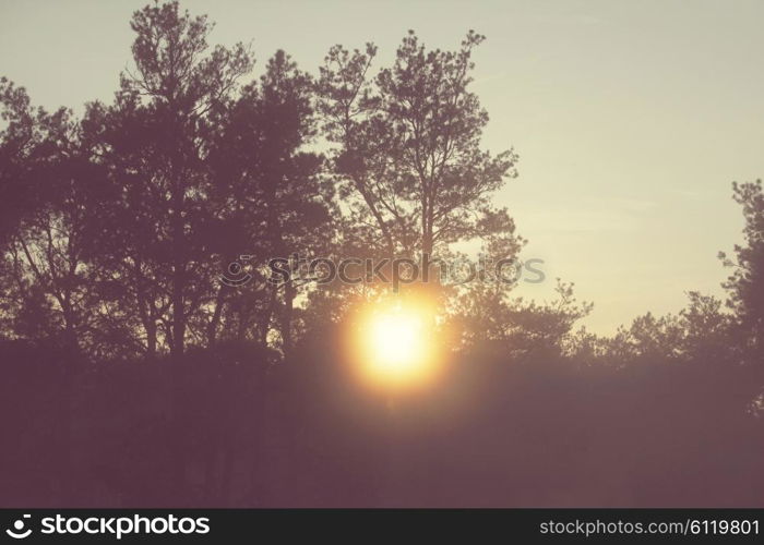 Magic mist in the forest